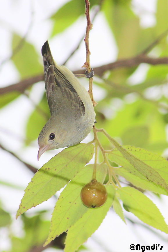 Pale Billed Flower Pecker Feeds on small fruits and very quick mover. After a long wait, I could get this shot. Dicaeum erythrorhynchos,Geotagged,India,Indian pale Billed flower Pecker,Pale-billed flowerpecker,Summer