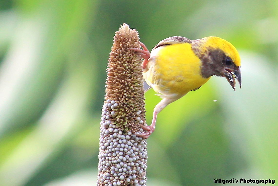Baya Weaver Feeding in Farms Baya Weaver,Baya Weaver indian weaver bird,Geotagged,India,Ploceus philippinus,Summer