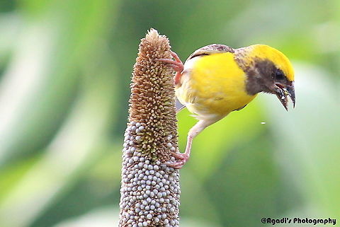 Baya Weaver Feeding in Farms Baya Weaver,Baya Weaver indian weaver bird,Geotagged,India,Ploceus philippinus,Summer