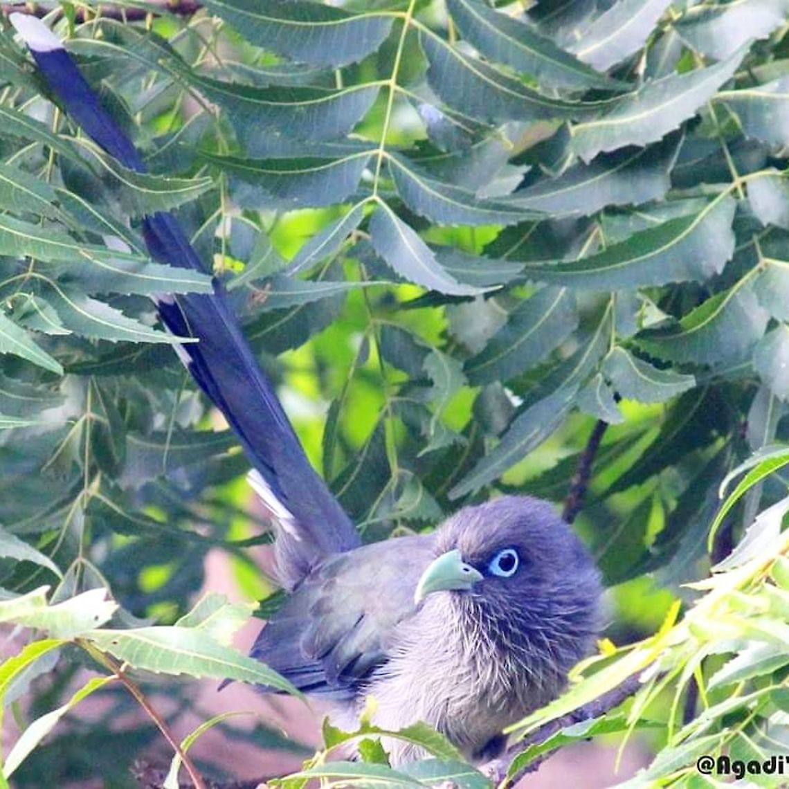 Blue faced Malkoha Very Shy Bird , I&#039;m wondering why is called Blue faced, it&#039;s blue eyes, but a green bill.  Blue-faced malkoha,Geotagged,India,Phaenicophaeus tristis