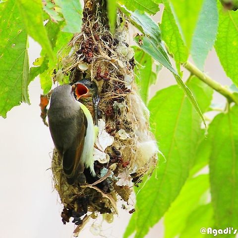 Purple Rumped Sunbird Female species feeding the young one Geotagged,India,Leptocoma zeylonica,Purple-rumped sunbird,Sunbird India people Rumped