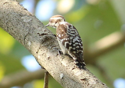 Brown Capped pgmy woodpecker  #Woodoecker,Brown Capped pgmy woodpecker,Geotagged,India,Winter,Yungipicus nanus