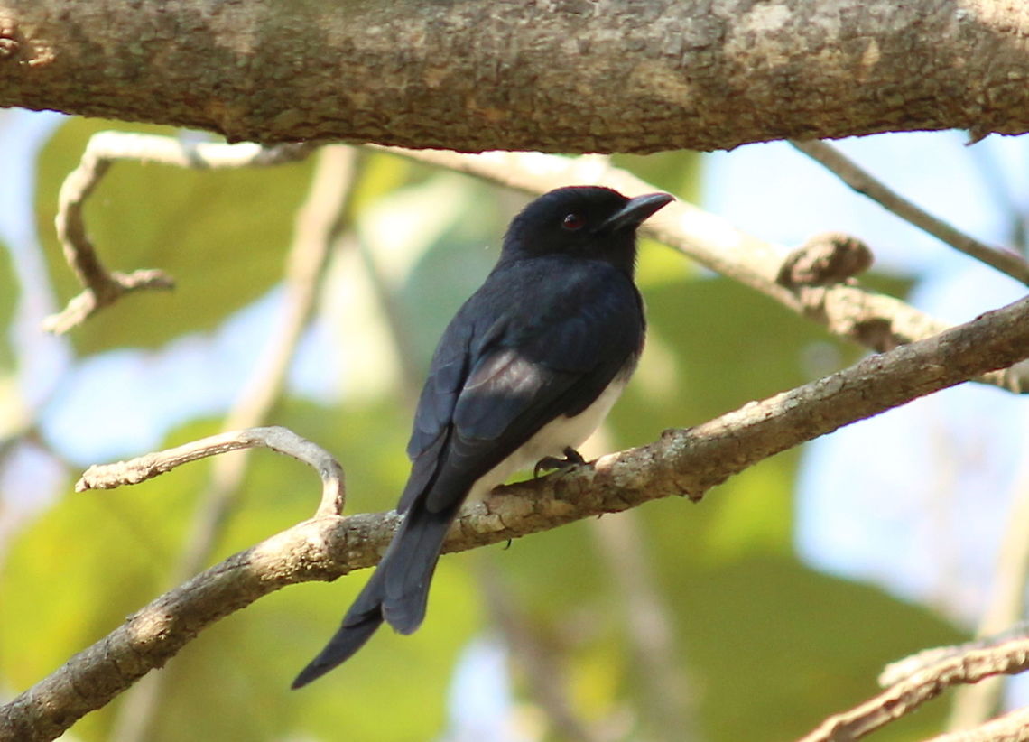 White bellied Drongo  #Drongo,Dicrurus caerulescens,Geotagged,India,White-bellied drongo,Winter