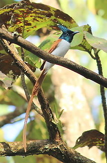 Asian Paradise flycatcher  Geotagged,India,Indian paradise flycatcher,Terpsiphone paradisi,Winter