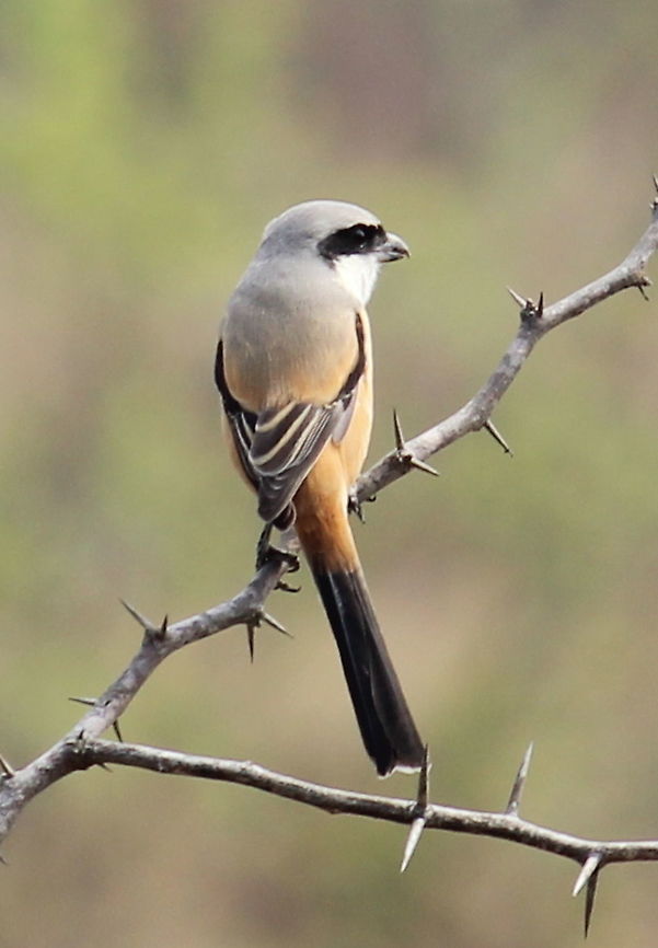 Long Tailed Shrike, Rufus Tailed Shrike  Geotagged,India,Lanius schach,Long-tailed Shrike