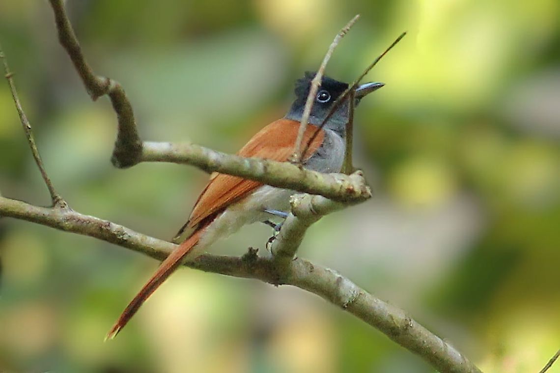 Asian Paradise flycatcher - Female  Geotagged,India,Indian paradise flycatcher,Terpsiphone paradisi