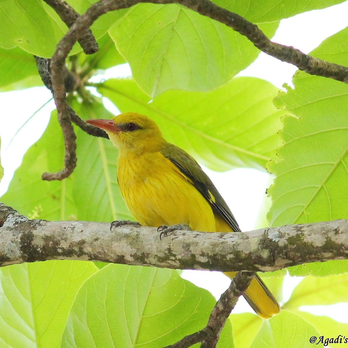 Indian Golden Oriole My wish to photograph this species came as a luck yesterday while I was trying out garden photography, suddenly I noticed this Bird, hopping from one branch to other, busy finding insects and engulfing them. Geotagged,India,Indian golden oriole,Oriolus kundoo