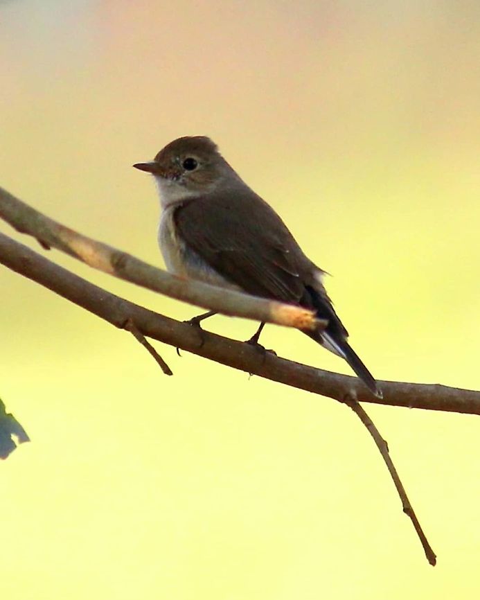 Red Breasted flycatcher - Female  Ficedula parva,Geotagged,India,Red-breasted flycatcher