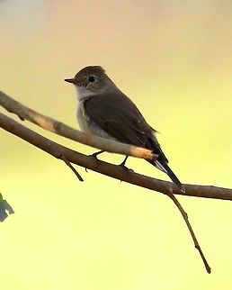Red Breasted flycatcher - Female  Ficedula parva,Geotagged,India,Red-breasted flycatcher