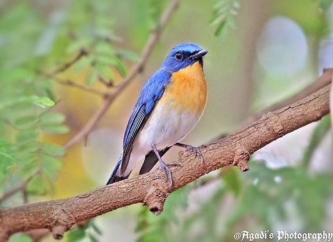 Tickle's Blue Flycatcher This Bird had lots of  Patience l must say, it tolerated me for almost an hour and perched on a tree just infront of me. I tried many shots but after seeing my struggle he came and sad on a tree next to me. I wish I could say Thanks to him in anyway. He made me happy. Cyornis tickelliae,Geotagged,India,Tickells Blue Flycatcher