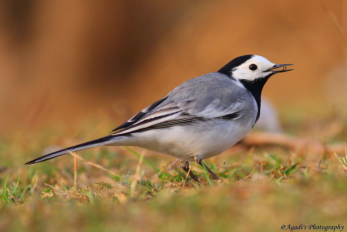 Pied Wagtail  #piedwagtail #whitewagtail,Geotagged,India,Motacilla alba,White wagtail,Winter