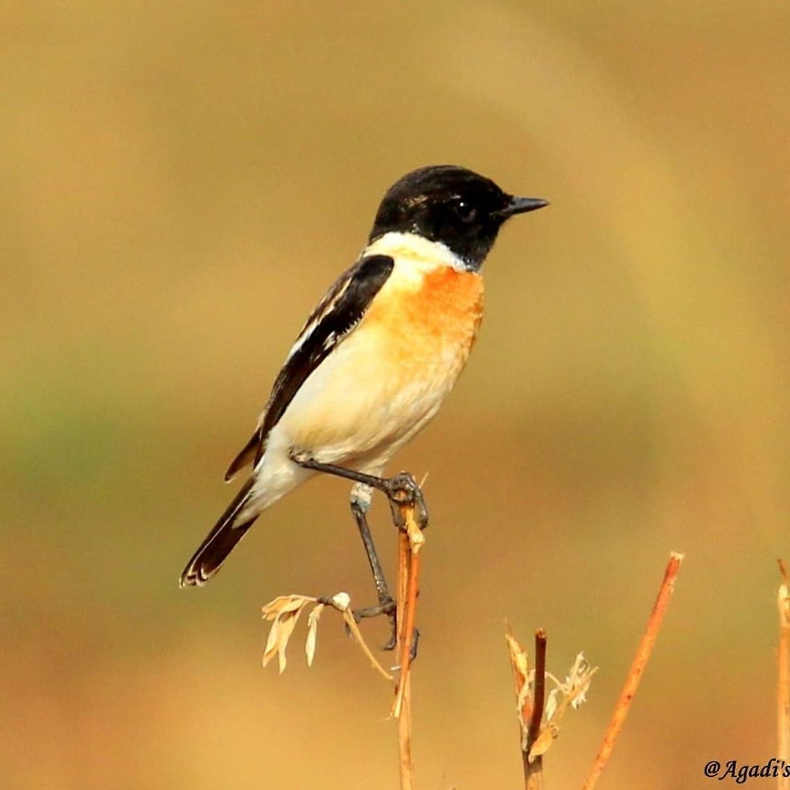 Siberian Stone Chat  #stonechat,Geotagged,India,Saxicola maurus,Siberian stonechat