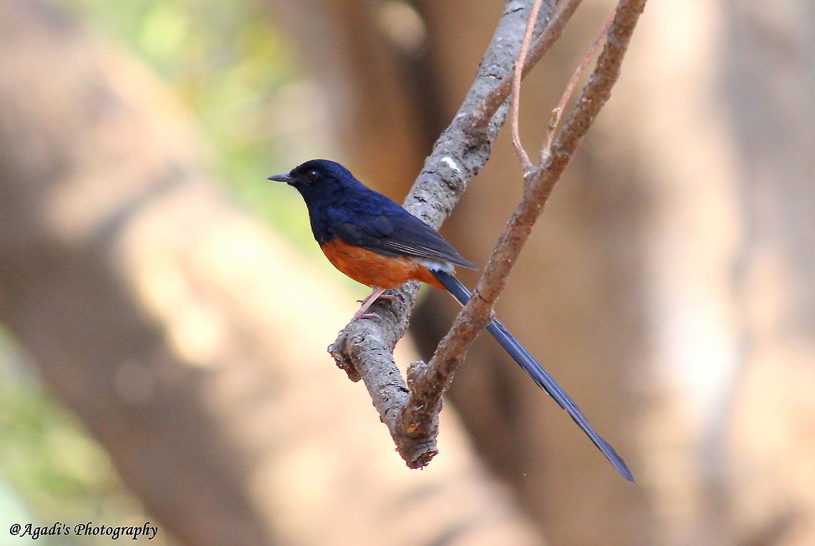 White Rumped Shama Very Active and Shy Bird, But it has become so friendly with me is, the moment I give him a call, he appears from nowhere and gives me great perch moments.<br />
One of my favourite Bird. Loved photographying him.  @whiterumpedshama,Copsychus malabaricus,Geotagged,India,White-rumped shama,Winter