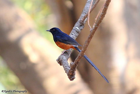 White Rumped Shama Very Active and Shy Bird, But it has become so friendly with me is, the moment I give him a call, he appears from nowhere and gives me great perch moments.
One of my favourite Bird. Loved photographying him.  @whiterumpedshama,Copsychus malabaricus,Geotagged,India,White-rumped shama,Winter