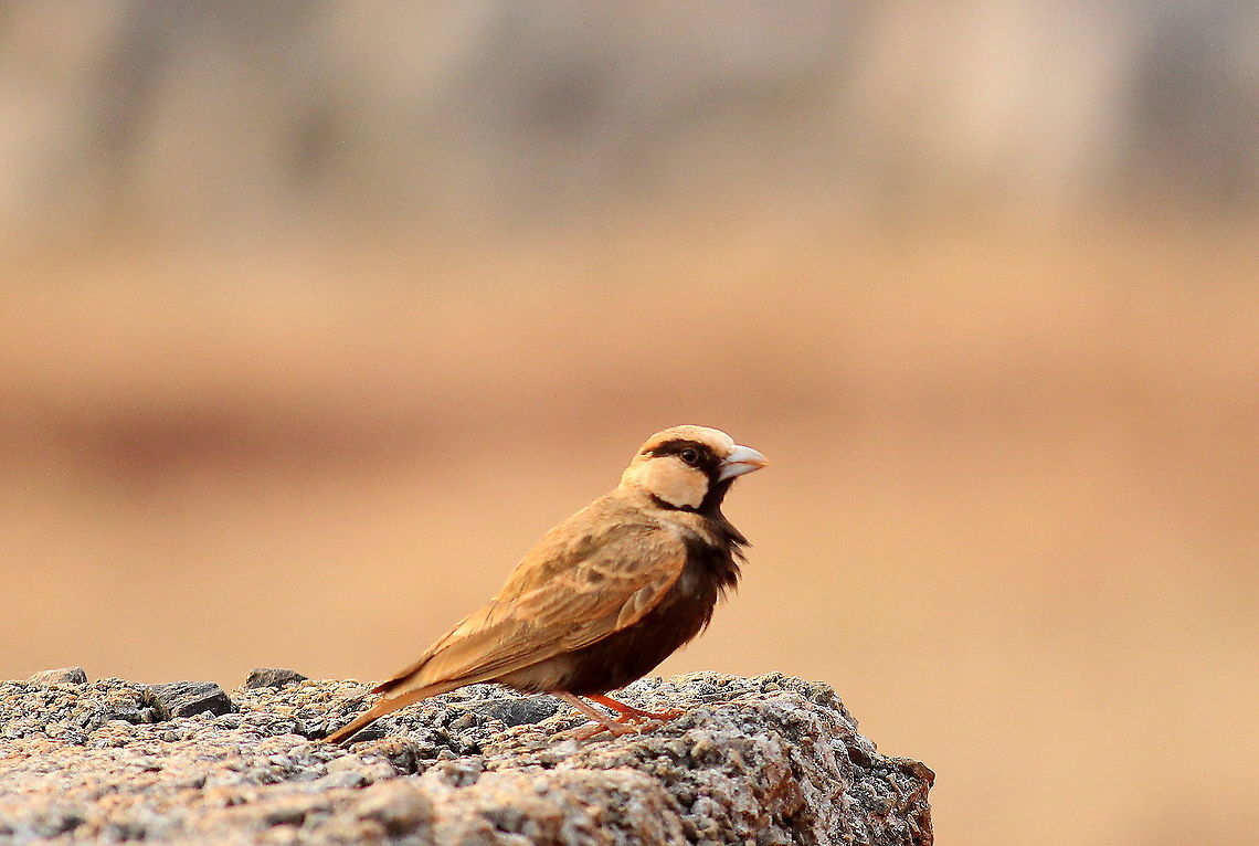 Ashy Crowned Sparrow Lark  Ashy crowned sparrow lark,Eremopterix griseus,Geotagged,India,Spring