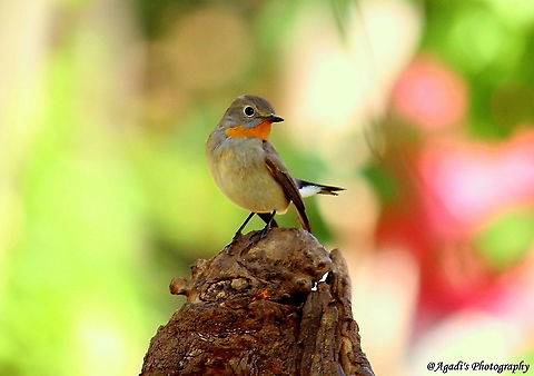 Taiga Flycatcher  #taigaflycatcher #flycatcher,Ficedula albicilla,Geotagged,India,Spring,Taiga flycatcher