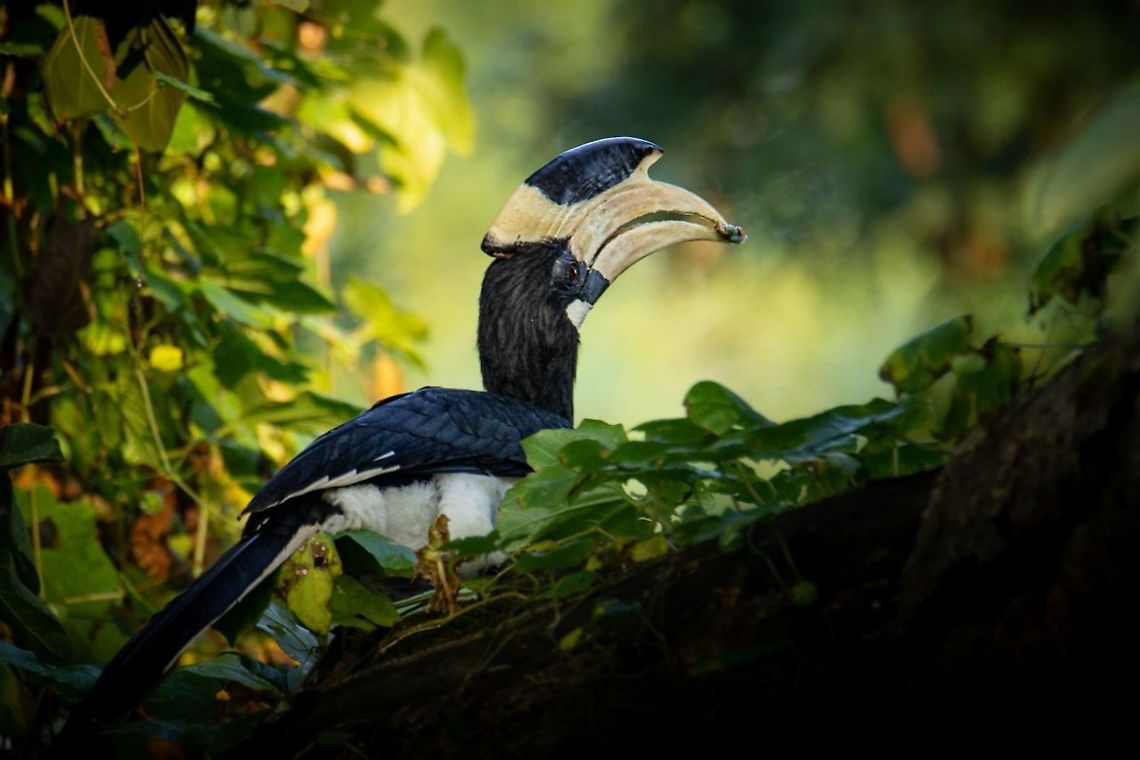 The Malabar Pied Hornbill Breakfast time - Feeding on the jungle berries. Anthracoceros coronatus,Geotagged,India,Malabar pied hornbill