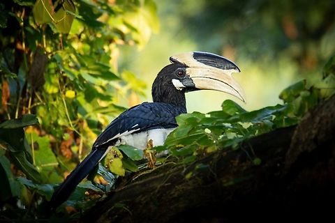 Malabar Pied Hornbill  Anthracoceros coronatus,Malabar pied hornbill