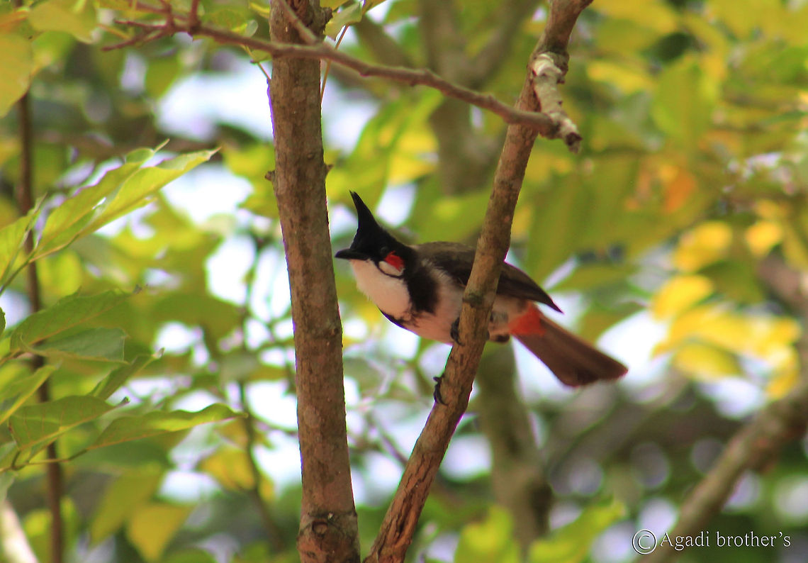 Red_Whiskered_bulbul The bullbul mainly feeds on fruits and small insects.They conspicuously perch on trees and their calls are a loud three or four note call.They are very passionate and their notes sounds like music. The distinctive crest and the red-vent and whiskers makes them easy to identify. These are very common in villages and also in urban regions. Geotagged,India,Pycnonotus jocosus,Red-whiskered Bulbul