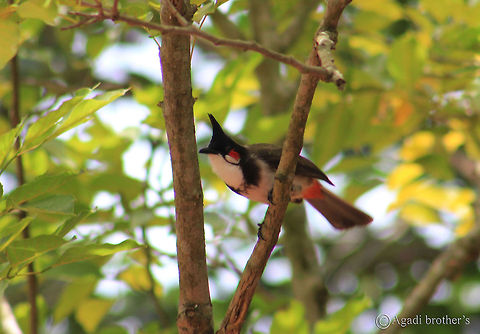 Red_Whiskered_bulbul The bullbul mainly feeds on fruits and small insects.They conspicuously perch on trees and their calls are a loud three or four note call.They are very passionate and their notes sounds like music. The distinctive crest and the red-vent and whiskers makes them easy to identify. These are very common in villages and also in urban regions. Geotagged,India,Pycnonotus jocosus,Red-whiskered Bulbul