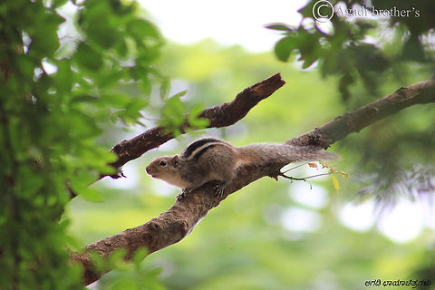 Common_Squirrel  Funambulus palmarum,Geotagged,India,Indian palm squirrel
