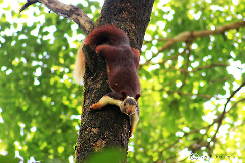 Malabar_Squirrel This photo was taken in Ganeshgudi, Uttar Kannada District, Karnataka, INDIA. Here you will be able to see many kinds of animals and birds species. This was one particular moment where the monkeys were chasing this squirrel, I was just waiting for the perfect pose to create my image, & this came out really well. I still have few snaps of this squirrel, I will be sharing them shortly. Geotagged,India,Indian Giant Squirrel,Ratufa indica