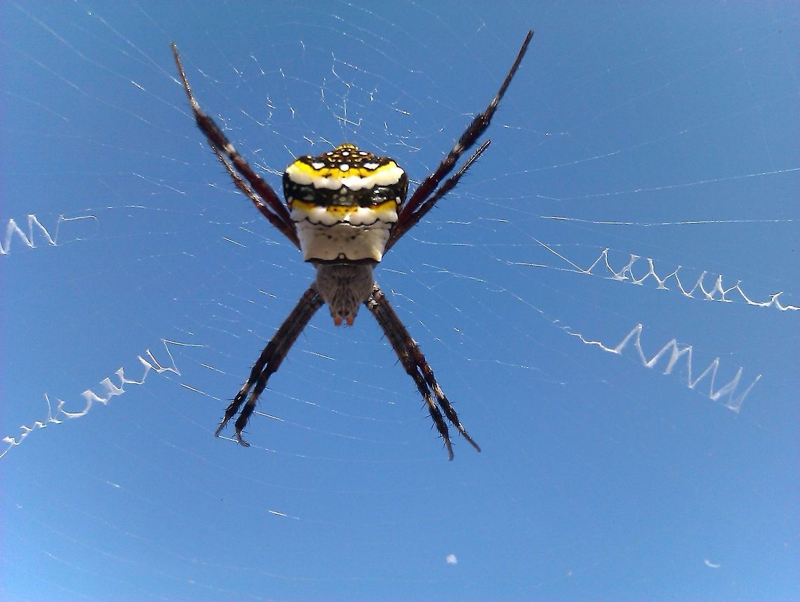 Silver yellow striped Spider This was photographed in bangalore , this silver spider had spun its web on the wires that was hung to dry clothes. I have seen this spider grow rapidly day by day. It is strong hunter. Argiope anasuja,Signature Spider,spider