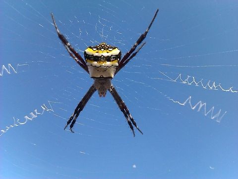 Silver yellow striped Spider This was photographed in bangalore , this silver spider had spun its web on the wires that was hung to dry clothes. I have seen this spider grow rapidly day by day. It is strong hunter. Argiope anasuja,Signature Spider,spider
