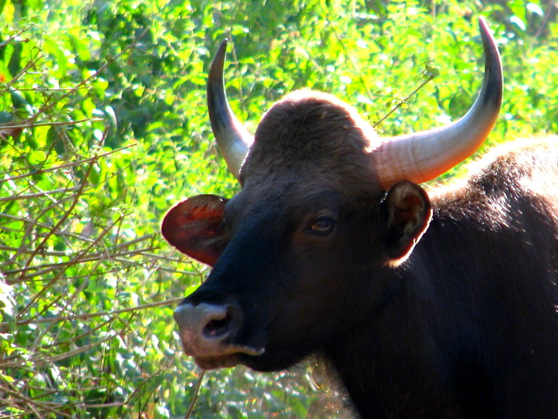 Indian Bison This was shot in Gundiyal forest, Bandipur, Karnataka , Indian Bos gaurus,Gaur,Geotagged,India