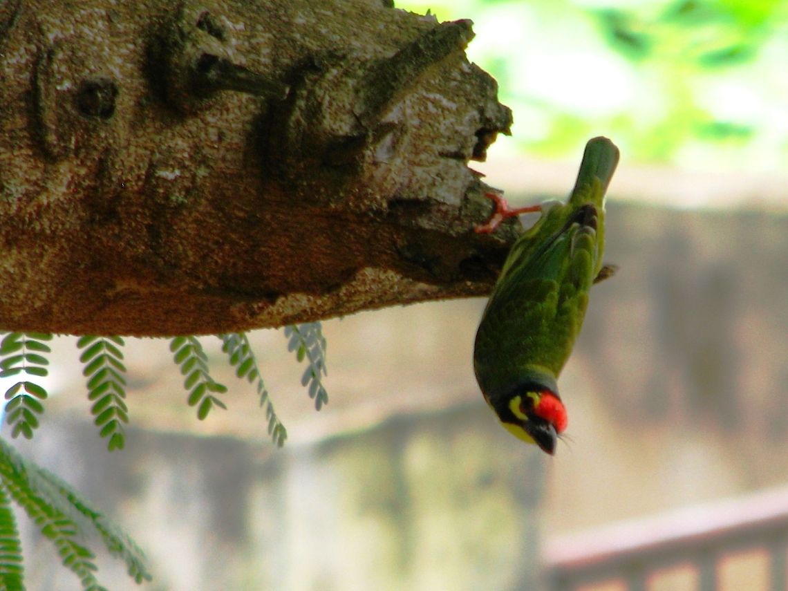 Coppersmith Barbet This was photographed in Dharwad. It was a cool afternoon when I was just listening to the perching of birds, this bird was in search of its food &amp; I rushed to grab my Camera and was able to make this one. Barbet,Coppersmith Barbet,Geotagged,India,Megalaima haemacephala