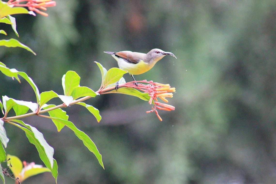 Purple-rumped Sunbird - Female This was captured in hebbal lake, Bangalore, Karnataka, India, garden on my photography visit. Geotagged,India,Leptocoma zeylonica,Purple Sunbird,Purple-rumped Sunbird