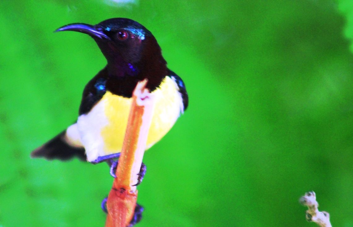 Purple-rumped Sunbird ( Male ) This was captured in dharwad in early morning hours. Geotagged,India,Leptocoma zeylonica,Purple Sunbird,Purple-rumped Sunbird