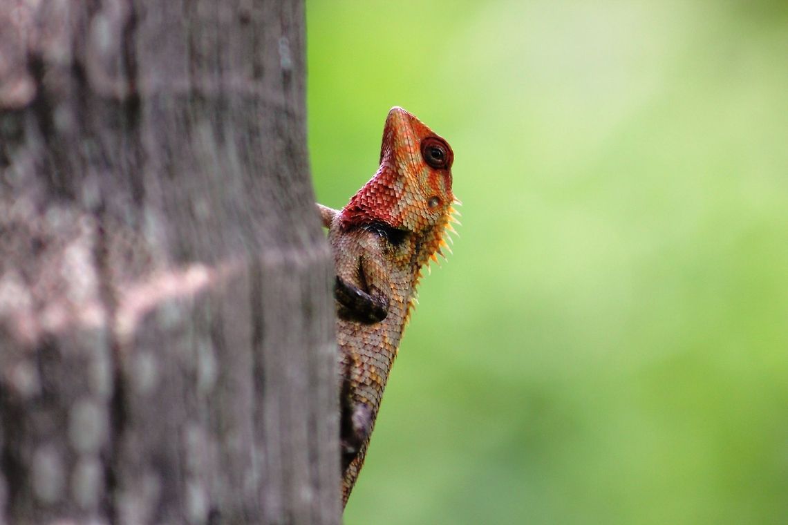 Red headed Oriental Garden Lizard (Male) This lizard was photographed in Ranganathittu Bird sanctuary, Karnataka,  India. Calotes versicolor,Geotagged,India,Oriental Garden Lizard,Red headed Garden lizard