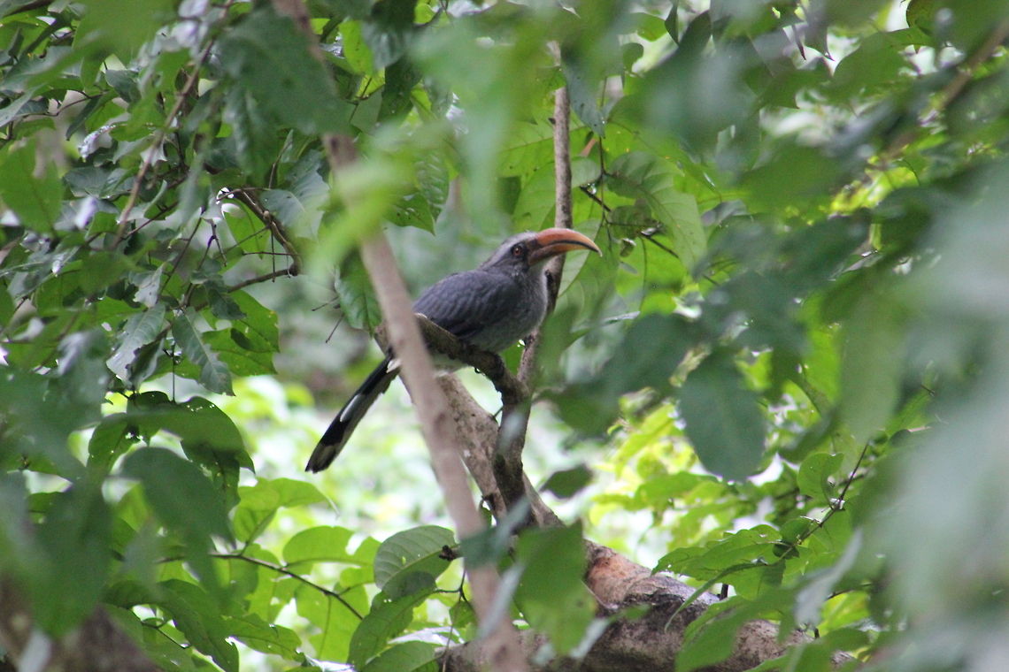 Grey Hornbill This was photographed in Ganeshgudi, Uttar kannada , Karnataka, India. Geotagged,Grey Hornbill,India,Malabar Grey Hornbill,Ocyceros griseus