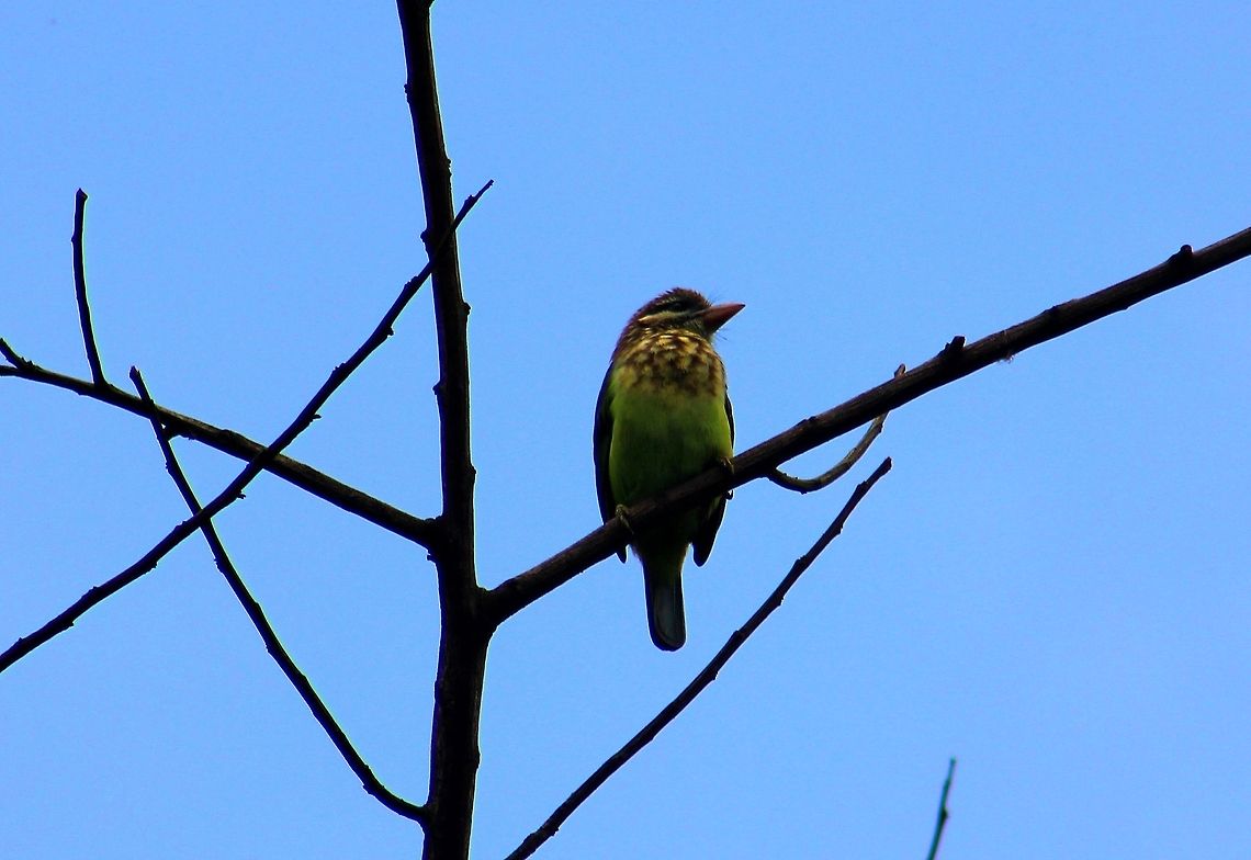 White-Cheeked Barbet This photo was taken in Ganeshgudi,(My birthplace) on Inian independence day &quot;August 15&quot; Crested Barbet,Geotagged,India,Megalaima viridis,Trachyphonus vaillantii,White-cheeked Barbet
