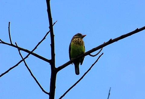 White-Cheeked Barbet This photo was taken in Ganeshgudi,(My birthplace) on Inian independence day "August 15" Crested Barbet,Geotagged,India,Megalaima viridis,Trachyphonus vaillantii,White-cheeked Barbet
