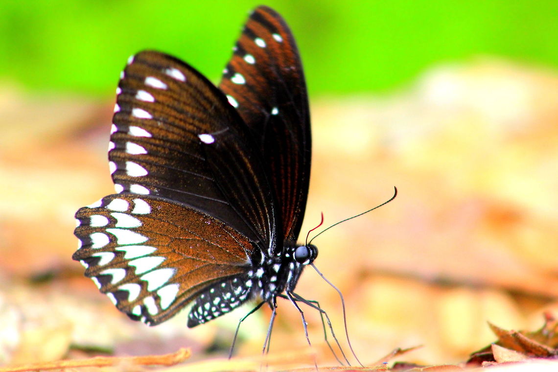 Malabar Raven This photo was taken in Ganeshgudi Geotagged,India,Malabar Raven,Papilio dravidarum