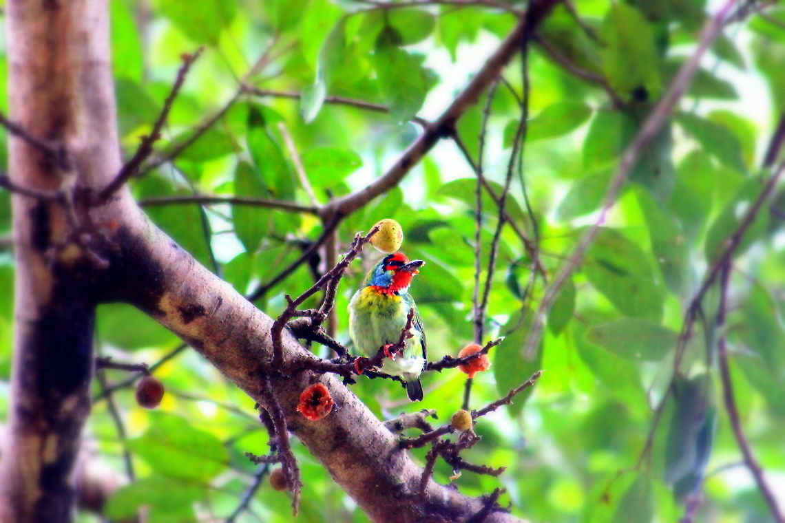 Crimson-Fronted Barbet This photo was taken in Ganeshgudi. There were lots of barbet enjoying their feast on the fig tree. Crimson-fronted Barbet,Geotagged,India,Megalaima rubricapillus