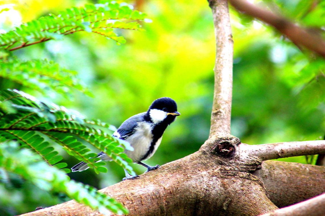 Parus cinereus This photo was taken in surrounding of my home.Place: Dharwad,Karnataka Amphispiza bilineata,Black-throated Sparrow,Cinereous Tit,Geotagged,India,Parus cinereus