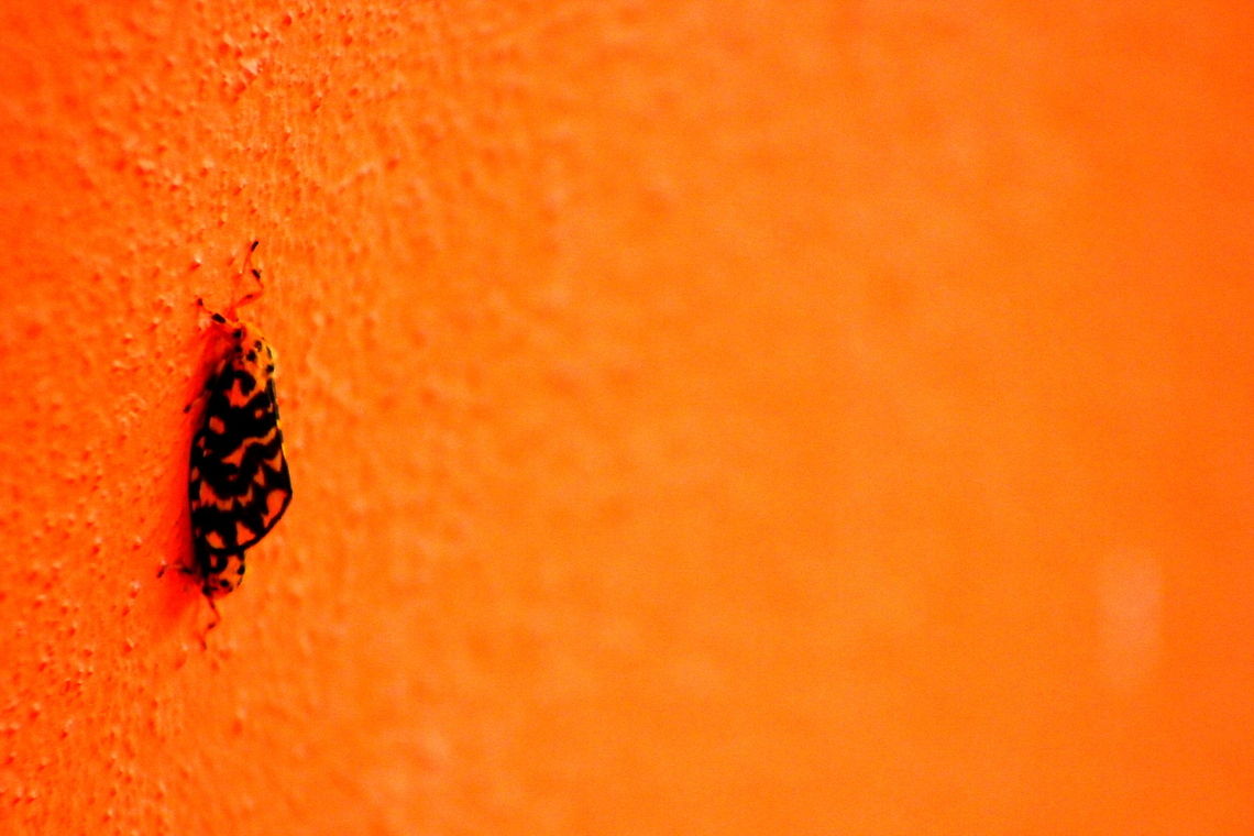 Nepita Moth This pic was taken in My home town Dharwad Geotagged,India,Nepita,Nepita conferta,Summer