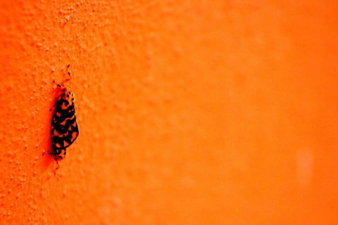 Nepita Moth This pic was taken in My home town Dharwad Geotagged,India,Nepita,Nepita conferta,Summer