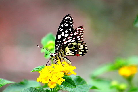 The Lime butterfly  Geotagged,India,Papilio demoleus