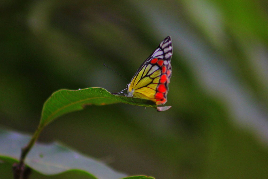 Common Jezebel This photo was taken in Bangalore(Garden city) Common Jezebel,Delias eucharis,Geotagged,India