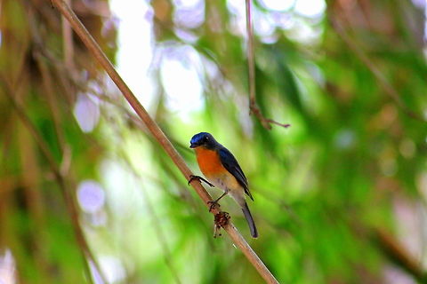 Tickell's Blue Flycatcher Photo taken at Ranganthittu Bird sanctuary Cyornis tickelliae,Geotagged,India,Spring,Tickells Blue Flycatcher