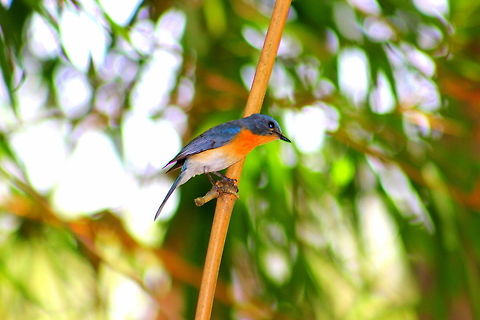Tickell's Blue Flycatcher Photo is taken at Ranganthittu Bird Sanctuary Cyornis tickelliae,Geotagged,India,Tickells Blue Flycatcher