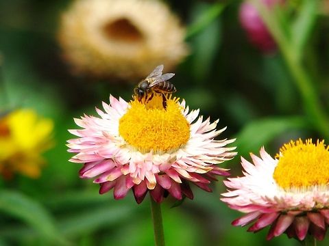 Eastern honey bee on flower This was taken in Boat House in Ooty. Apis cerana,Eastern honey bee,Geotagged,India
