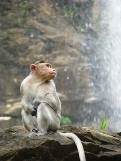 Bonnet Macaque Photo taken at Akashgange falls,Kolli hills, Tamil Nadu Bonnet macaque,Geotagged,India,Macaca radiata
