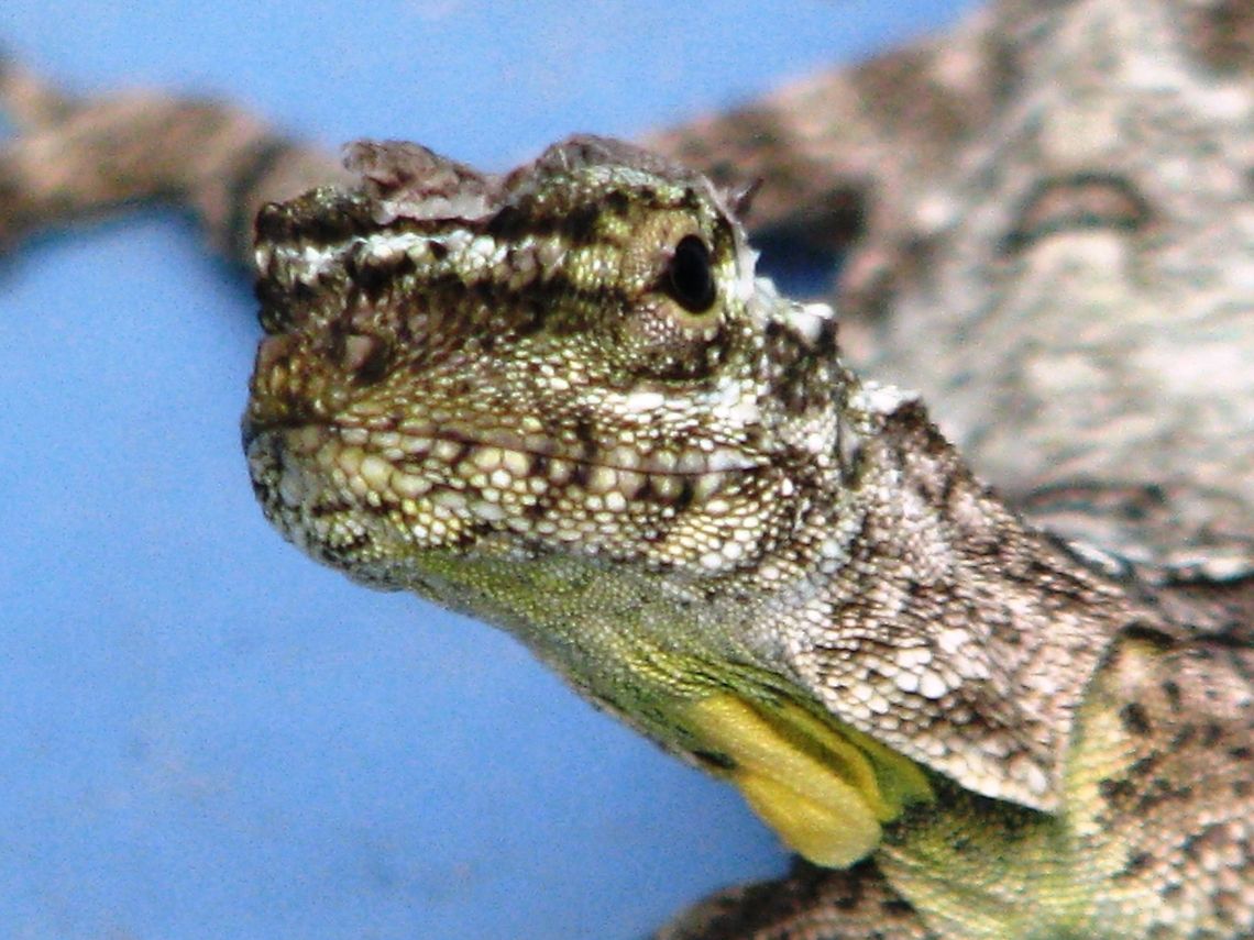 The Southern Flying Lizard Photo taken in Kolli hills, Tamil Nadu.<br />
Found this scary lizard in the wash basin of a Hotel Agama aculeata,Anolis oculatus,Dominican Anole,Draco dussumieri,Geotagged,India,Southern Flying Lizard,Summer
