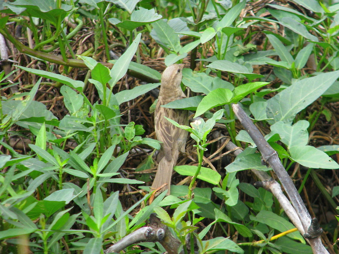 Nilgiri Pipit This Pipit snap was captured in Madivala Lake in Bangalore Geotagged,House sparrow,India,Passer domesticus