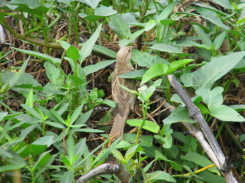 Nilgiri Pipit This Pipit snap was captured in Madivala Lake in Bangalore Geotagged,House sparrow,India,Passer domesticus